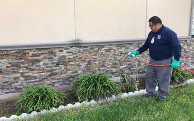 5 Tips for Selecting the Best Pest Control in McAllen