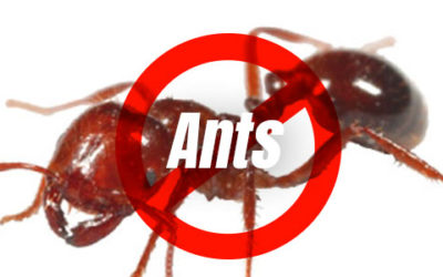 Ants – Ways to Keep Them Out of Your Kitchen