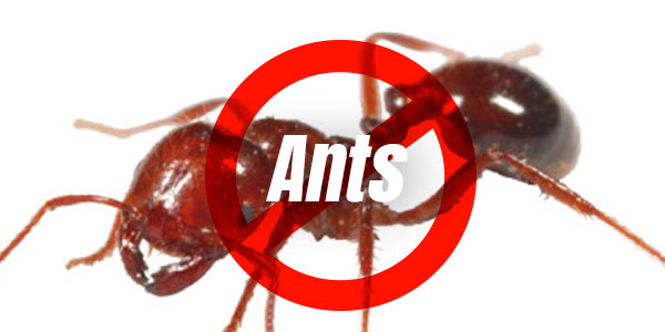 Ants – Ways to Keep Them Out of Your Kitchen