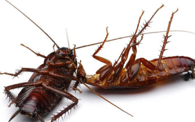 Tips for Getting Rid of Cockroach Allergens