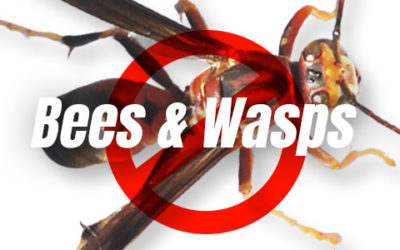 Prevent wasps in your home or business