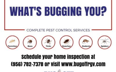 Top Reasons to Hire a Pest Control Service Provider