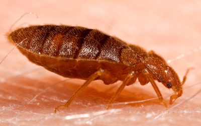 How to Prevent the Spread of Bed Bugs