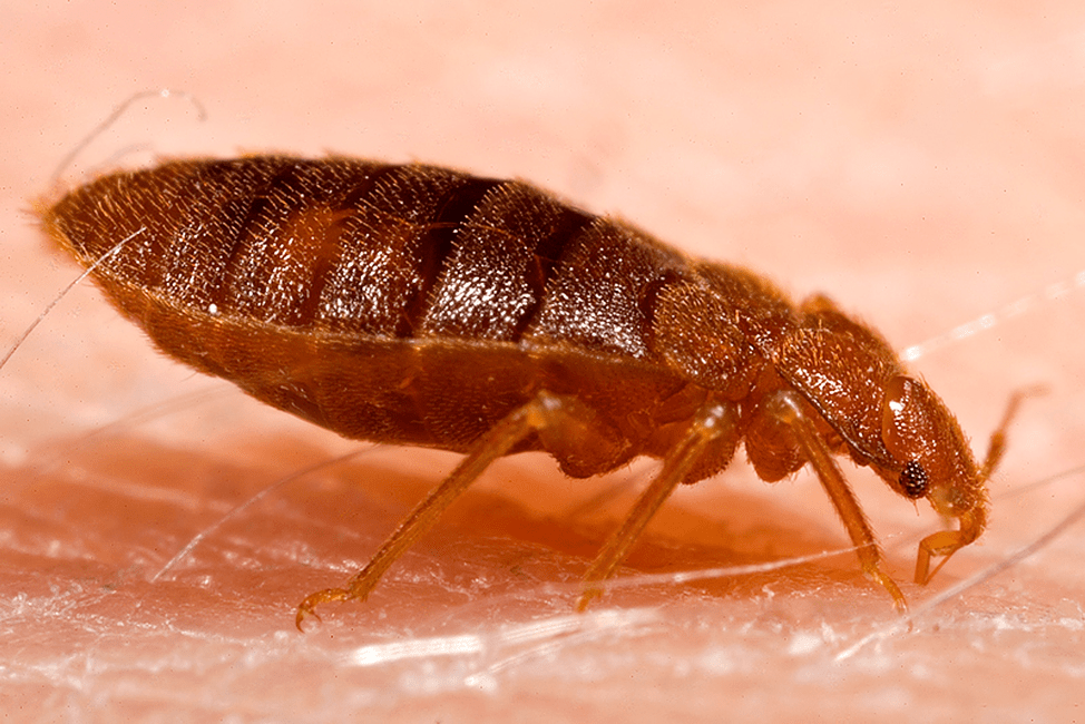 How To Prevent The Spread Of Bed Bugs, How To Prevent Bed Bugs From Spreading