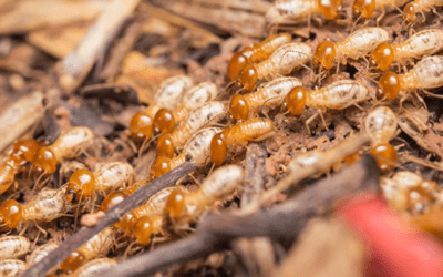 Beware Of Termites and 3 Health Hazards!