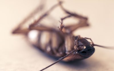 Things You Must Know About Cockroaches