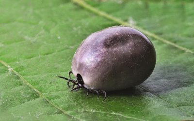 How To Get Rid Of Ticks In Your Yard