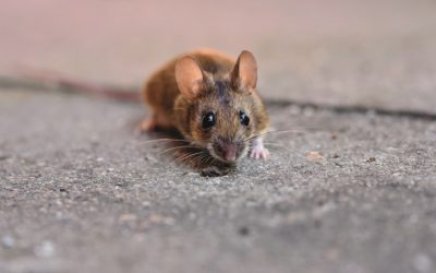 5 Signs of Rodent Infestation