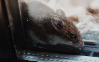 Ways to Keep Rodents Out of Your House