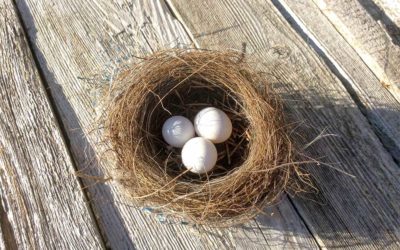 The Dos and Don’ts of Bird Nest Removal