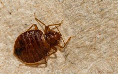 Top Bed Bug Hiding Places