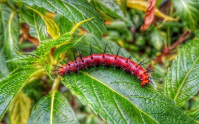 Prevent Pests That Damage Your Garden