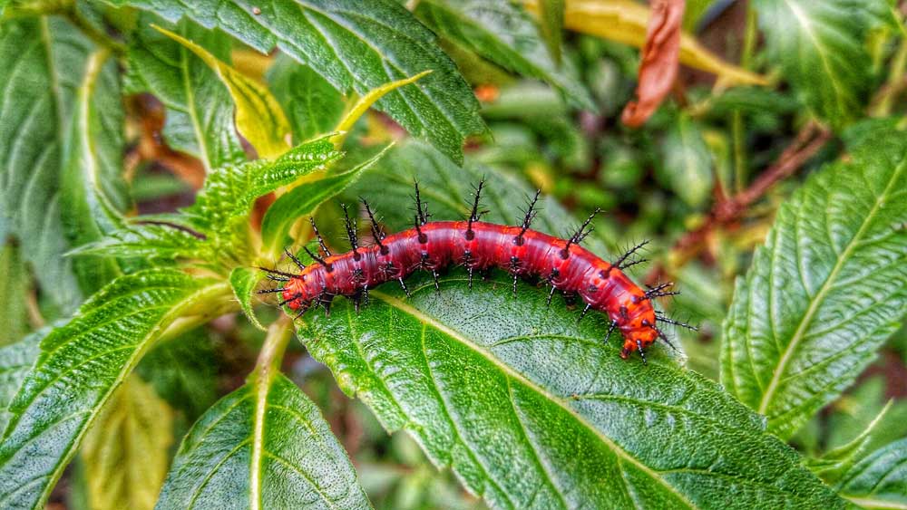 Prevent Pests That Damage Your Garden