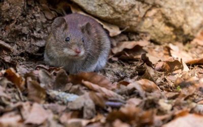 Things You Didn’t Know Are Attracting Rat Infestations to Your Home