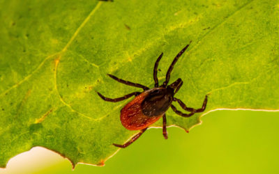 Tick Bite Prevention Tips