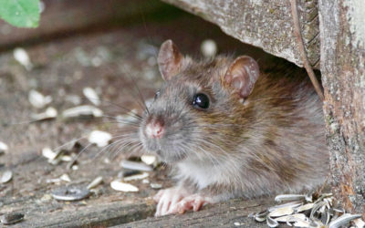 What is Hantavirus and How to Avoid it