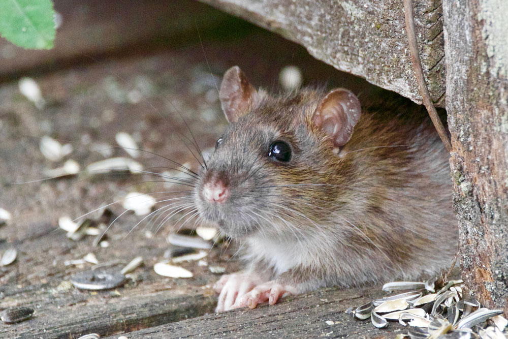 What is Hantavirus and How to Avoid it