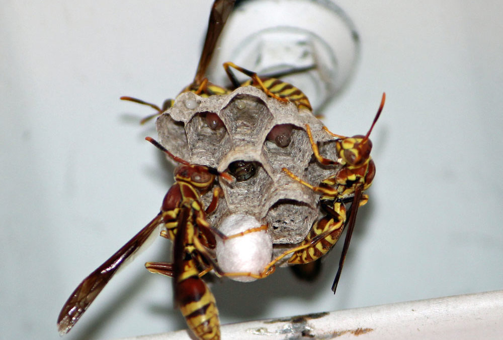 What You Need To Know About Wasps