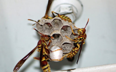 What You Need To Know About Wasps