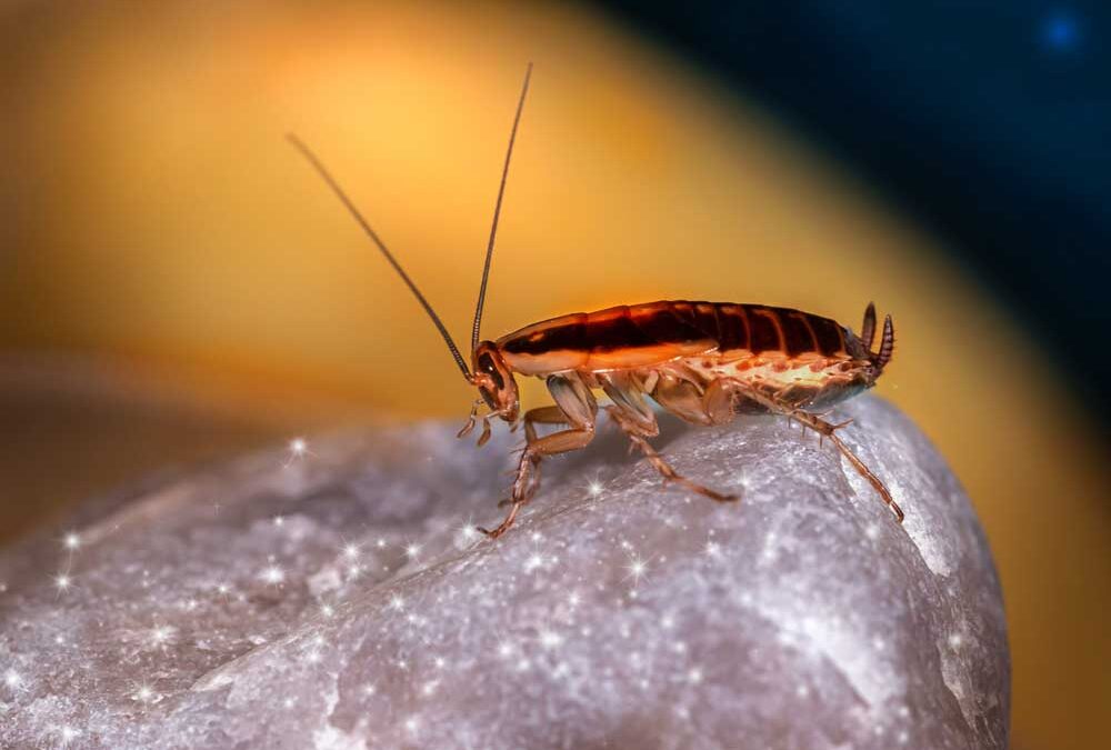 The Truth About Cockroaches and Asthma