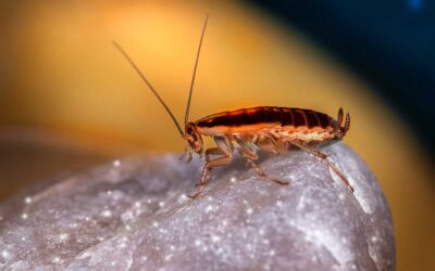 The Truth About Cockroaches and Asthma