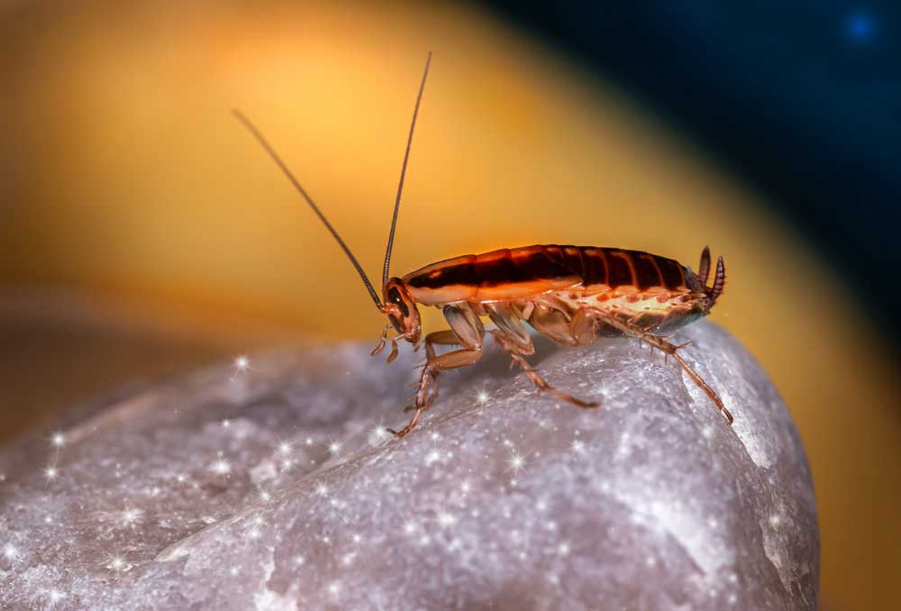 Bug MD - Cockroaches can spread bacteria throughout the house, and a  cockroach-infested home may even trigger asthma, especially in kids. 🙅 To  prevent this, get an effective and safe yet affordable