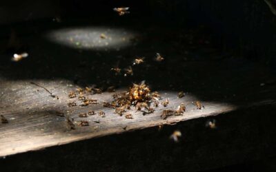 How Pest Control Improves Our Quality of Life