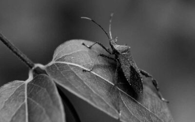 How Weather Affects Insect Problems