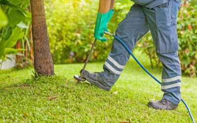 Hire an Exterminator in Carrizo Springs for a Pest Free Holiday