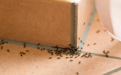 7 Pest Control Services Mission: Common Holiday Pests in Texas