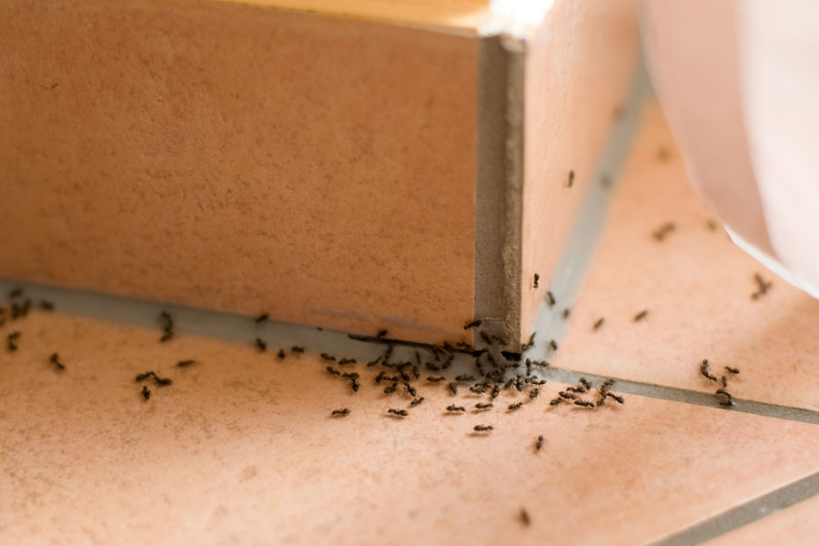 pest control services mission | ant control mission