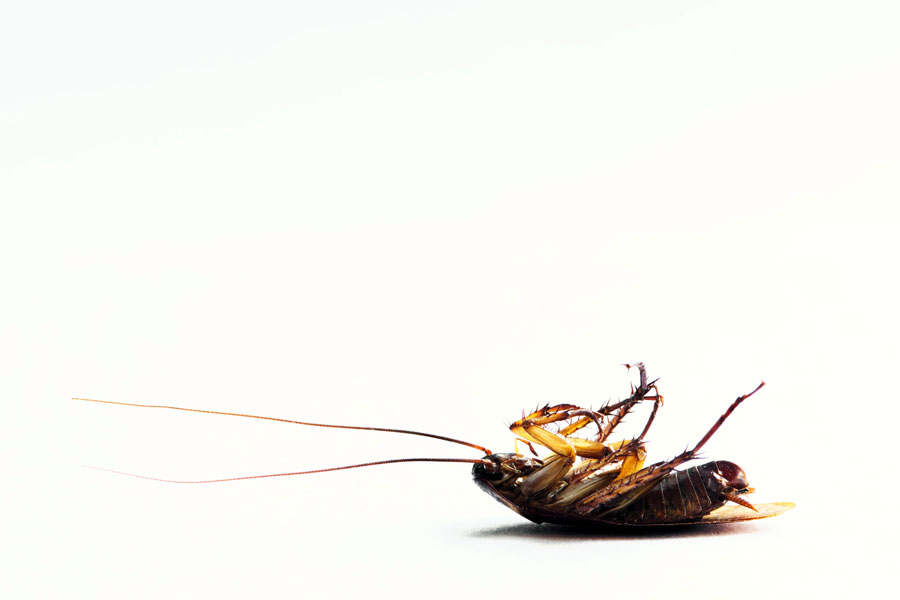 Pest Control Brownsville: Habits That Will Keep Your Home Free of Unwanted Pests