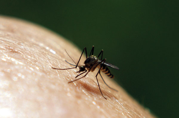 mosquito removal in McAllen