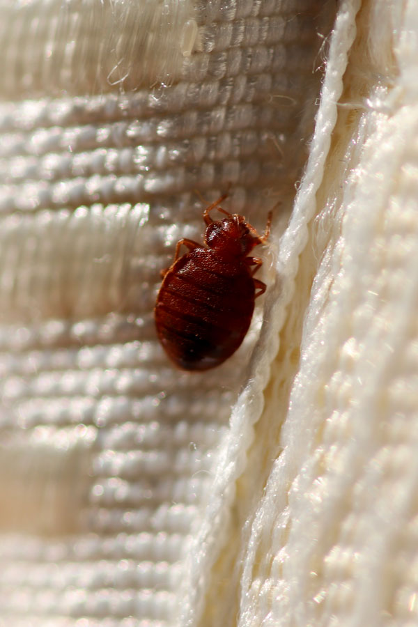 Bed bug pest removal