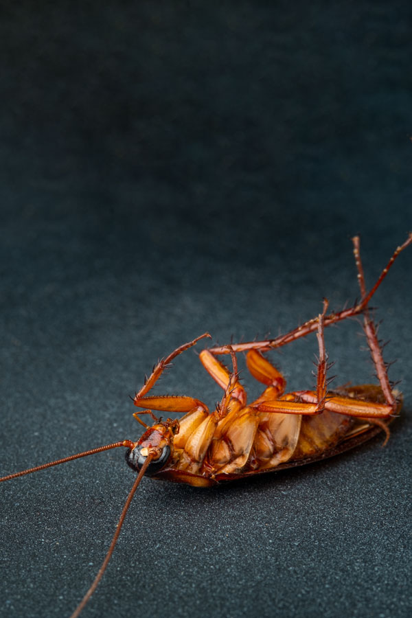 Cockroach pest control