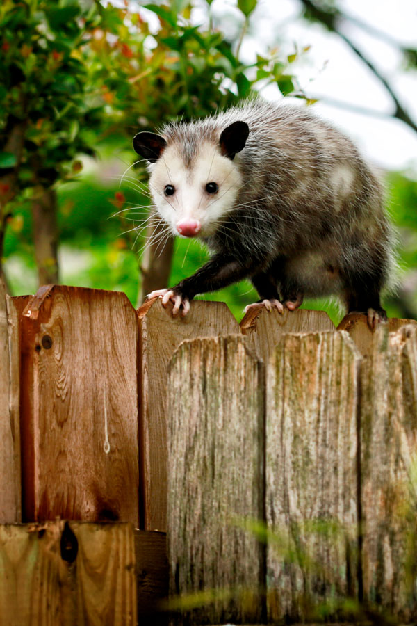 Opossum pest control