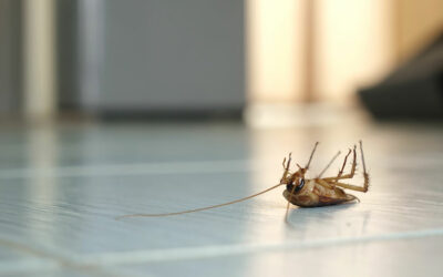 6 Ways to Prevent Roaches in McAllen Homes
