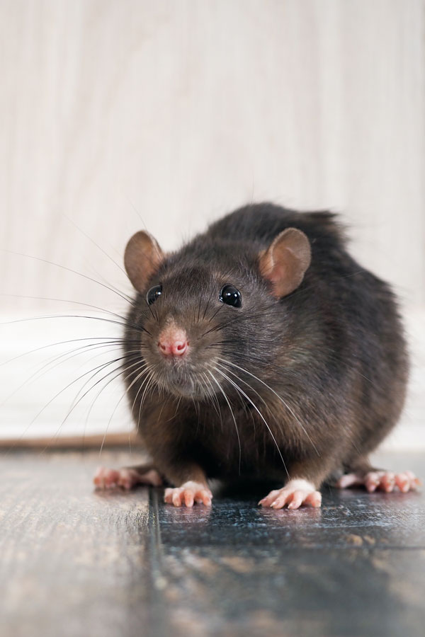 Rats and mice pest control