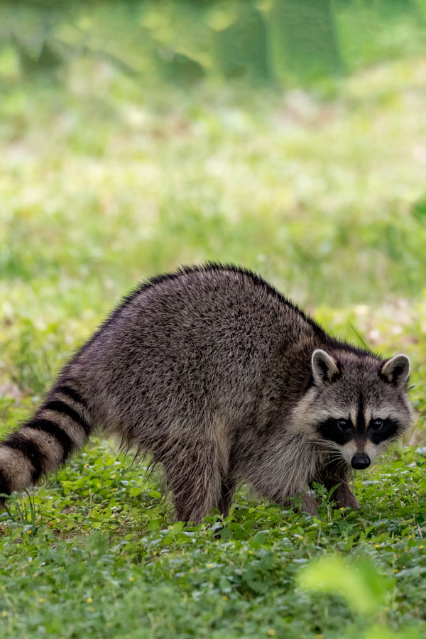 Raccoon removal | raccoon infestations | raccoon pest control