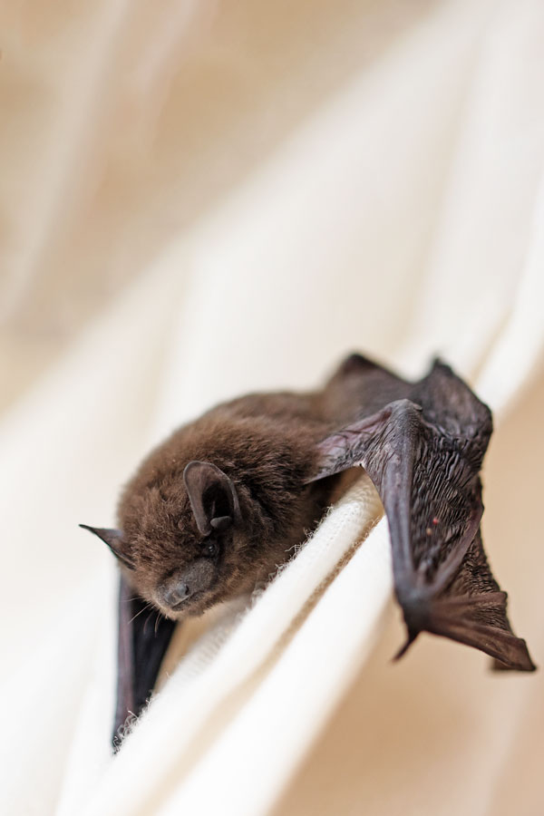 bat infestation removal | pest control in McAllen Tx
