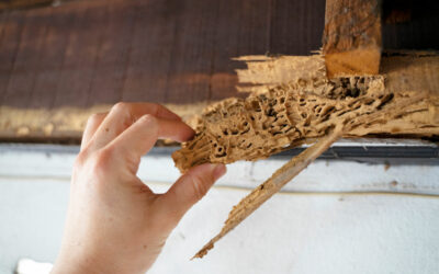 Risks of Termite Infestations: Protecting Your Home