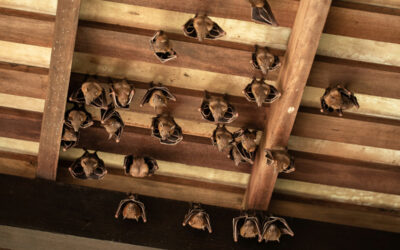 Pest Control for Homeowner’s: Dealing with Unwanted Bat Guests