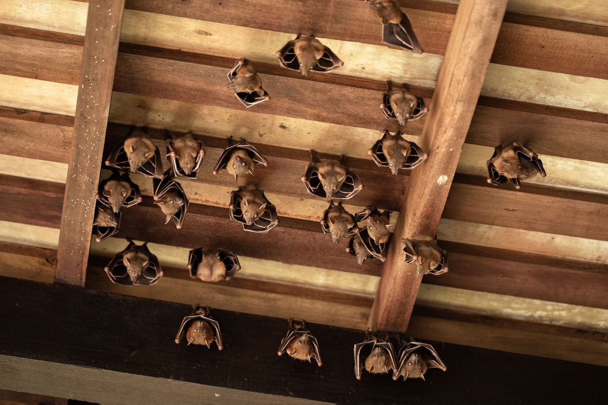 Pest Control for Homeowner's Dealing with Unwanted Bat Guests Bug