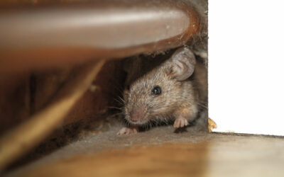5 Ways You are Attracting Rodents in Your Home and How to Prevent Mice in McAllen