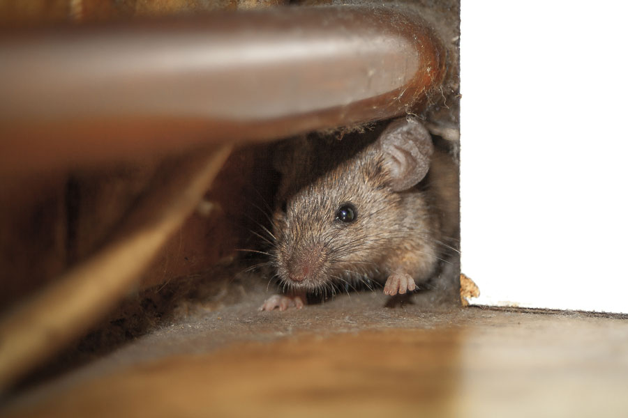 mice in McAllen | pest control in McAllen