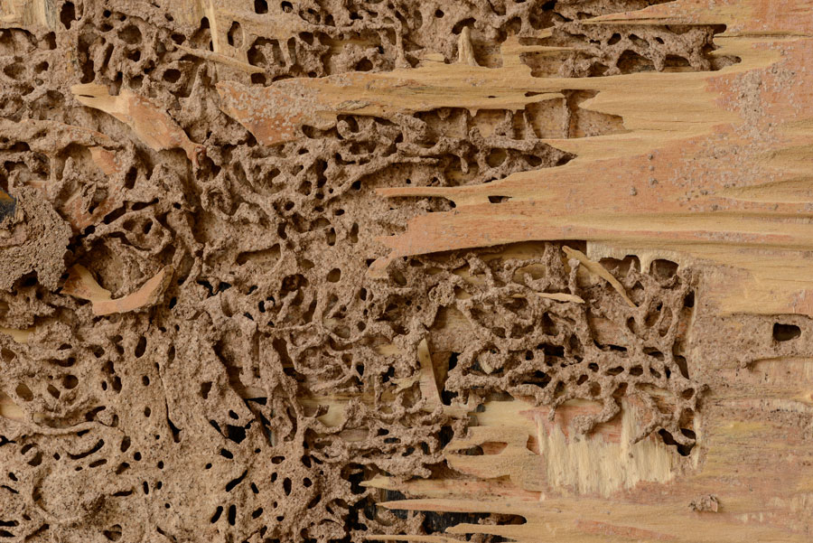 Termites in McAllen | pest control in mcallen