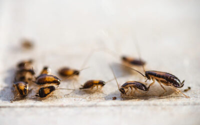 Pest Control in McAllen: 7 Risks of Ignoring Roach Infestations