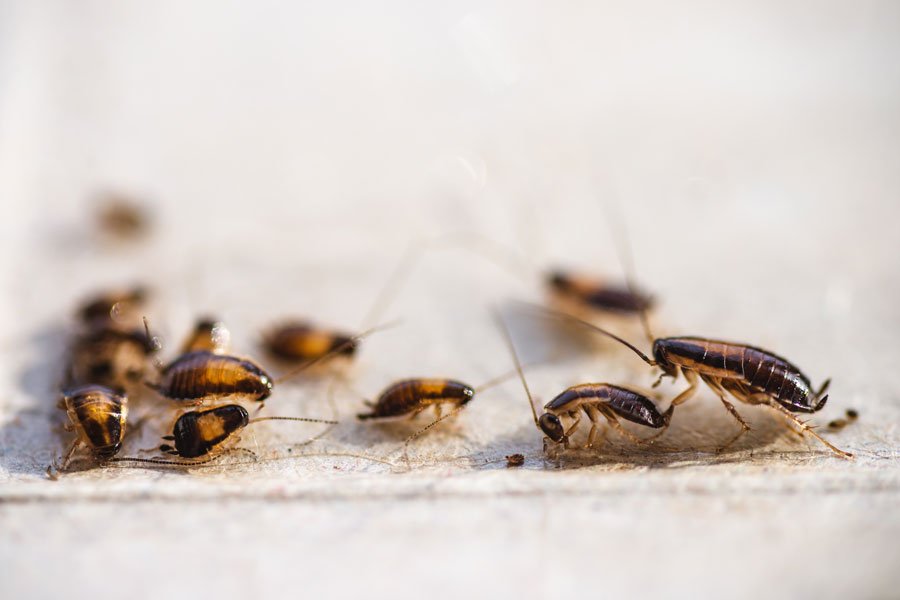 Pest Control in McAllen | cockroaches in McAllen
