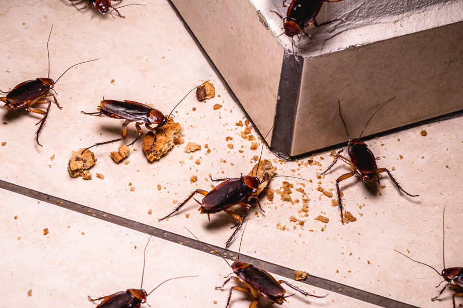 Exterminator McAllen TX | cockroaches in mcallen