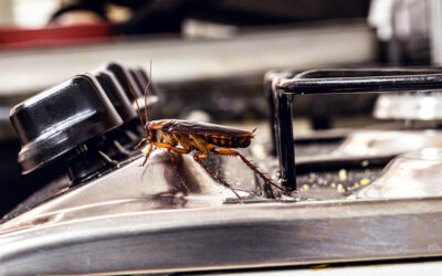 10 Signs Your Business Requires Pest Control in McAllen